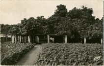 Cartolis Roscoff (Finistère) - Le Figuier de 1610 il couvre 600 mètres carrés