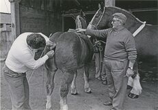 Cartolis Landivisiau (Finistère) - Concours régional du cheval breton