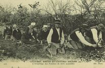 Cartolis  - L'Arrachage des Pommes de terre nouvelles