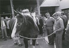 Cartolis Landivisiau (Finistère) - Concours régional du cheval breton