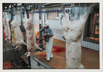 Cartolis Pouldreuzic (Finistère) - Boucherie/Eviscération