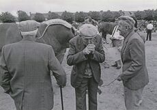 Cartolis Landivisiau (Finistère) - Concours régional du cheval breton