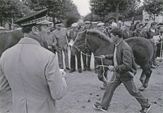 Cartolis Landivisiau (Finistère) - Concours régional du cheval breton