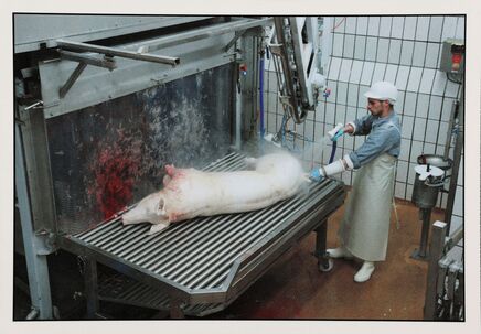 Cartolis Pouldreuzic (Finistère) - Boucherie/Nettoyage du porc