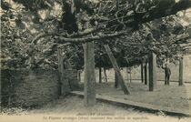 Cartolis Roscoff (Finistère) - Le Figuier séculaire (1610) couvrant de 600 mètr ...
