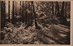 Cartolis Huelgoat (Finistère) - Matinée de Printemps dans la Forêt