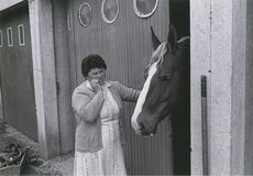 Cartolis Landivisiau (Finistère) - Concours régional du cheval breton