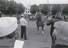 Cartolis Landivisiau (Finistère) - Concours régional du cheval breton