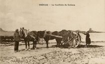 Cartolis Tréflez (Finistère) - La Cueillette du Goémon
