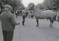 Cartolis Landivisiau (Finistère) - Concours régional du cheval breton