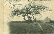 Cartolis  - Pommiers Bretons