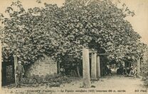 Cartolis Roscoff (Finistère) - Le Figuier séculaire (1610) couvrant de 600 mètr ...