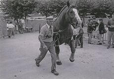 Cartolis Landivisiau (Finistère) - Concours régional du cheval breton