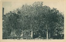 Cartolis Roscoff (Finistère) - Le grand Figuier, âgé de 300 ans - Superficie, 6 ...