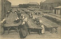 Cartolis Quiberon (Morbihan) - Femmes des Usines mettant leurs Sardines à séche ...